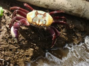 caranguejo-uca-acervo-icmbio